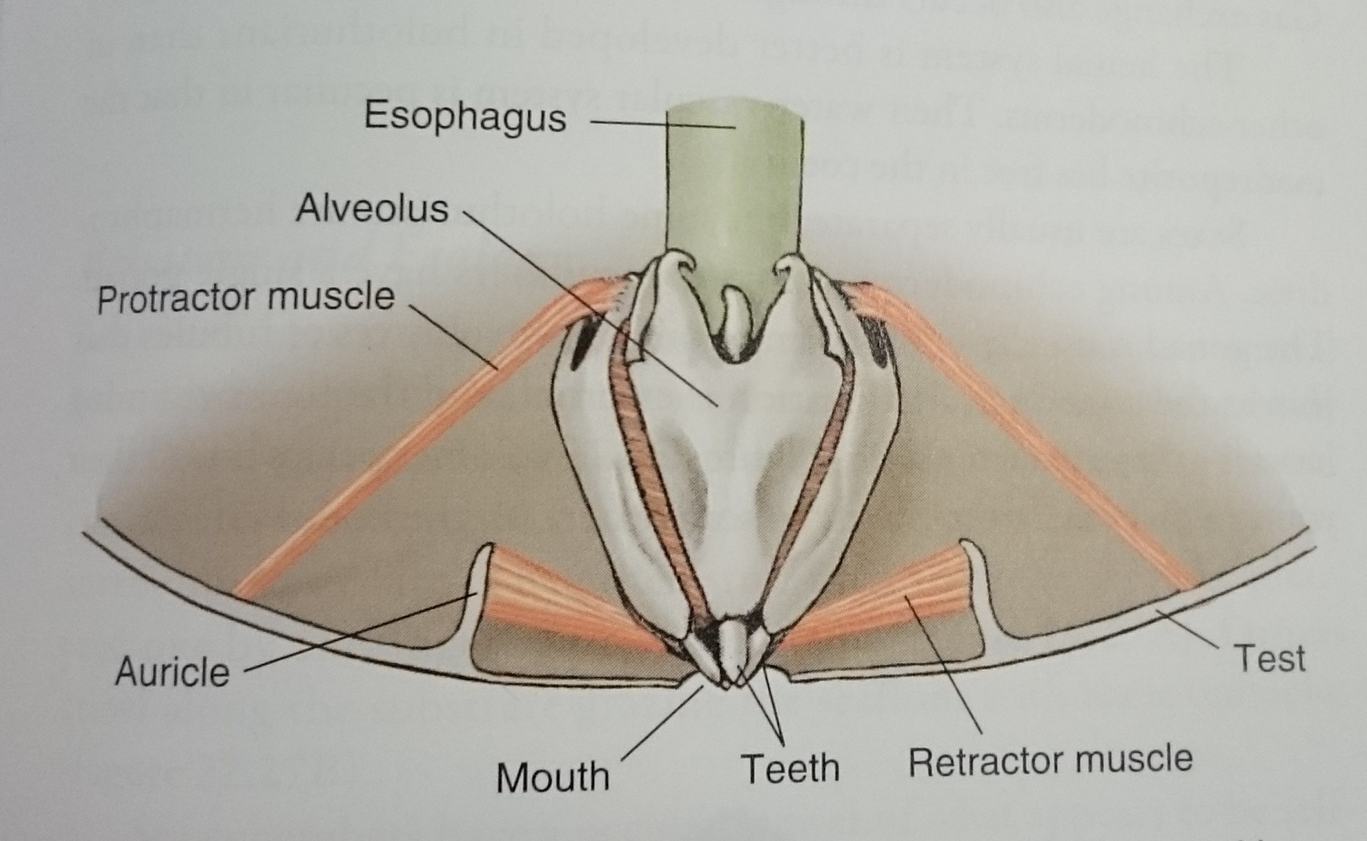 figure image